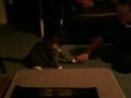 cat vs hand