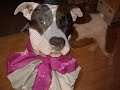 American   Staffordshire   Terrier