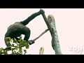 Gorillas get new climbing trees! Gorillas get new climbing trees!