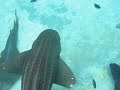 Sea World Australia 1
