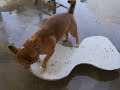 My dog skate boarding