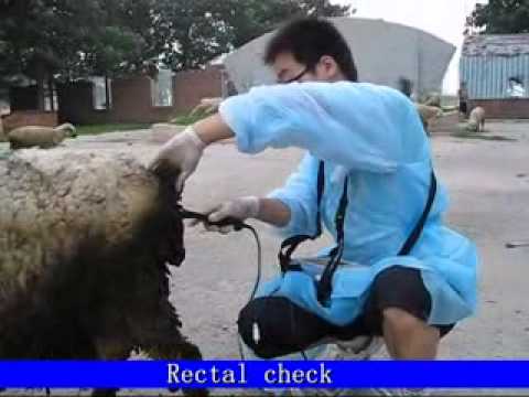 rectal