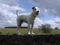 Jack Russell Squaddie poses on a wall.