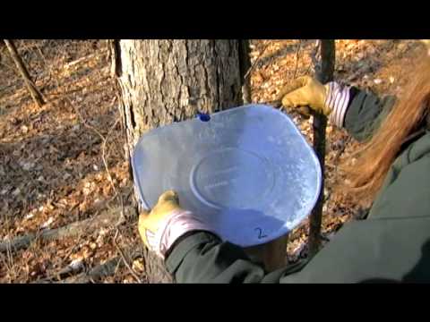 how to harvest your own maple syrup