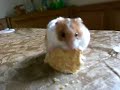 Diddily the Hamster Eating A Big Cracker Diddily the Hamster Eating A Big Cracker