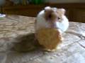 Diddily the Hamster Eating A Big Cracker