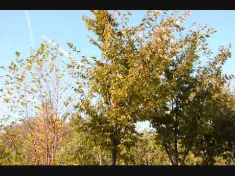 how to transplant a royal empress tree