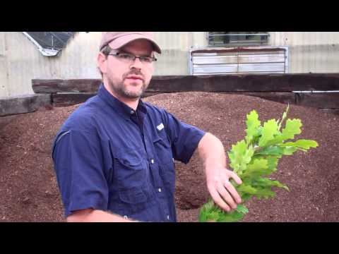 how to transplant american beautyberry