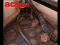 king-cobra-kiss-phuket.html