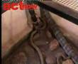 King-Cobra-mealtime-
