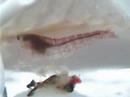 Micro Lobsters