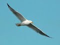 aves mariñas de galicia