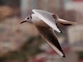 Aves Mariñas de Galicia