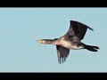 aves mariñas de galicia