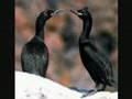 Aves Mariñas de Galicia