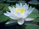 From The Water Garden Of An Enemy #1