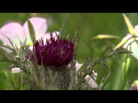 how to transplant queen anne's lace