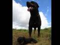 Rottweiler video