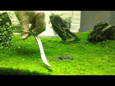 how to grow hc cuba submerged