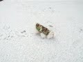 Maltese puppy first time in snow!