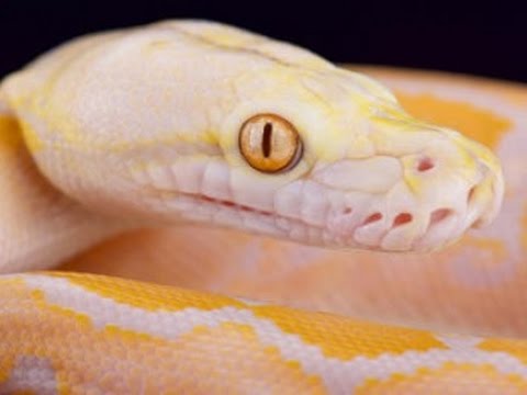 YouTube reptile video