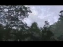 Primate census along the Kinabatangan