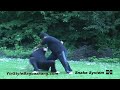 A Brief Introduction to Yin Style Bagua