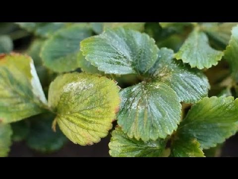 how to transplant strawberries