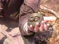 Britain in COLD BLOOD - The Grass Snake (natrix natrix)