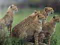 RELAX-SONIDOS DE LA SELVA-ANIMALES SALVAJESwmv