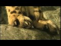 snow leopardfilm Tierdokumentation Kurzfilm