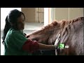 Veterinarians Help Animals Hurt In Fires