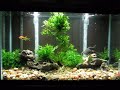 African Clawed Frogs - Xenopus laevis