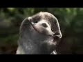 The water shrew - o musaranho - legendado