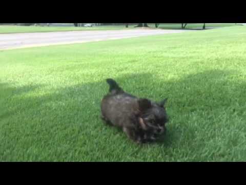 Baxter is a very tiny energetic, intelligent toy MaltiPoo