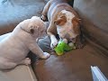 Marley and Gus -new toy
