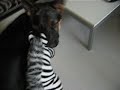 German Shepperd Dingo V/S Zebra