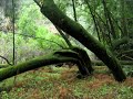 San Francisco - Muir Woods Excursion