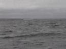 Baleias Puerto Madryn Baleias Puerto Madryn