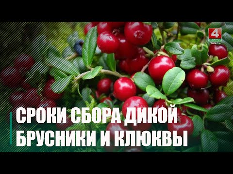 В Гомельской области определены сроки сбора дикой брусники и клюквы видео