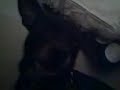 dog squeel dog squeel