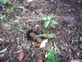videos de dung beetle