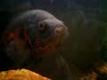 bmx burgos astronotus ocellatus comiendo una rana bmx burgos astronotus ocellatus comiendo una rana