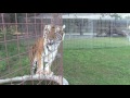 Texas Tiger Rescue