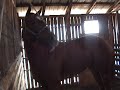El Profeta/ Carreras de Caballos