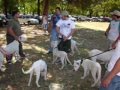 Dogo Argentino