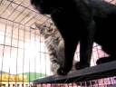 Kitties 1 Kitties 1