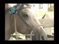 Doma Racional de Cavalos - www.videopar.com.br