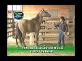 Doma Racional de Cavalos - www.videopar.com.br