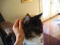 Max the Maine Coon Sweet Meow